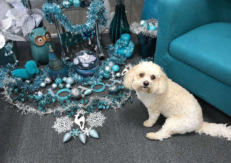 Daisy the dog, enjoying a friendly visit to the Tadley SEO Offices.
